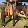 Working Hand Wade by Keith Valley - Flat Plate 7/8ths riggin - Gullet - 7 & 1/2 H by 6 & 1/4 W by 4 - Horn 5 & 1/2 by 5 & 3/4 - 90 degree bars - 7/8ths flat plate - 15 & 1/2 inch seat - Cantle 12 & 1/2 inch wide by 4 inch high with 1 & 1/2 inch Cheyenne Roll